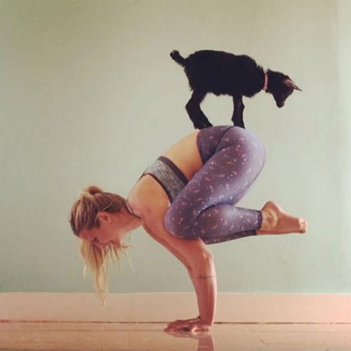Thiếu cảm hứng yoga hãy thử yoga với động vật